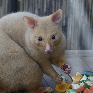 Tasmanian Golden Possum / Hamerton / 1-4-19