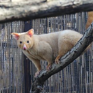 Tasmanian Golden Possum / Hamerton / 1-4-19