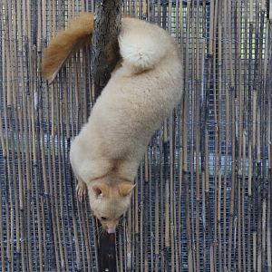Tasmanian Golden Possum / Hamerton / 1-4-19