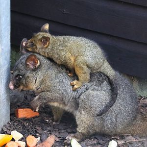 Brush tailed possum & joey / Hamerton / 1-4-19