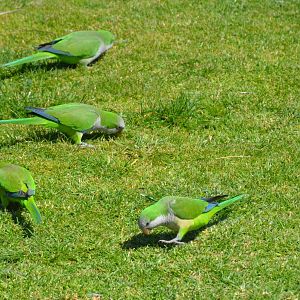 Monk Parakeets in Malaga, 11/03/19