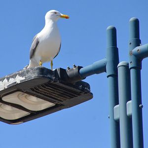 Yellow-legged Gull in Malaga, 11/03/19
