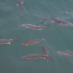 Thick-lipped Grey Mullet and Salema in Malaga Harbour, 11/03/19