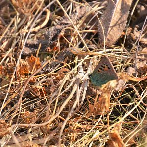 Provence Hairstreak at Desembocadura del Guadalhorce Natural Park, 13/03/19