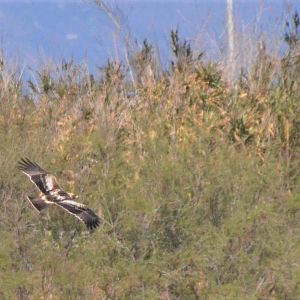Booted Eagle at Desembocadura del Guadalhorce Natural Park, 13/03/19