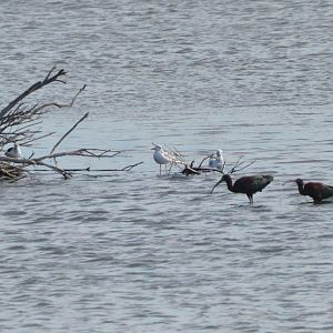 Glossy Ibis at Desembocadura del Guadalhorce Natural Park, 13/03/19