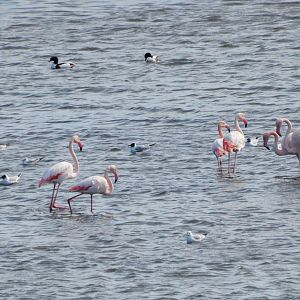 Greater Flamingos at Desembocadura del Guadalhorce Natural Park, 13/03/19