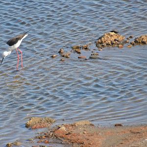 Black-winged Stilt at Desembocadura del Guadalhorce Natural Park, 13/03/19