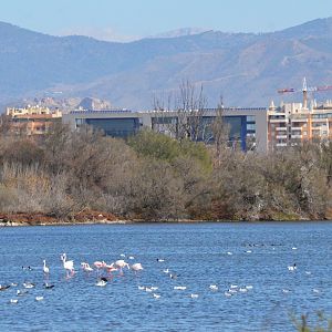 Greater Flamingos at Desembocadura del Guadalhorce Natural Park, 13/03/19