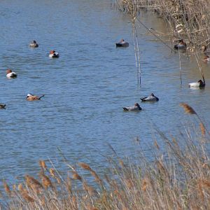 White-headed Duck amongst European Pochards at Desembocadura del Guadalhorce Natural Park, 13/03/19