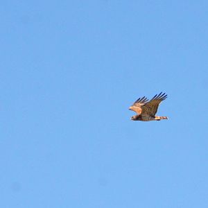 Short-toed Snake Eagle near Estepona, 13/03/19