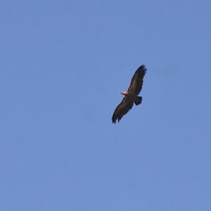 European Griffon Vulture near El Chorro, 14/03/19