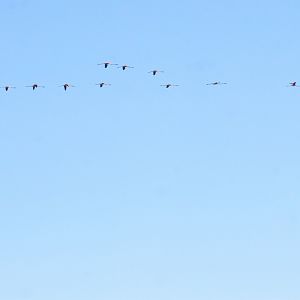 Greater Flamingos off Malaga, 14/03/19