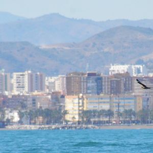 Great Skua off Malaga, 14/03/19