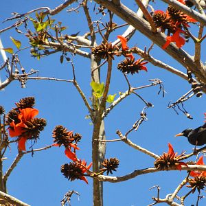 Spotless Starling in Malaga, 15/03/19
