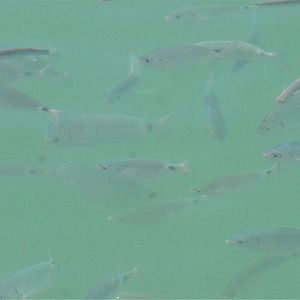 Saddled Seabream in Malaga Harbour, 15/03/19