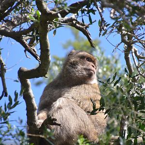Barbary Macaque in Gibraltar, 12/03/19