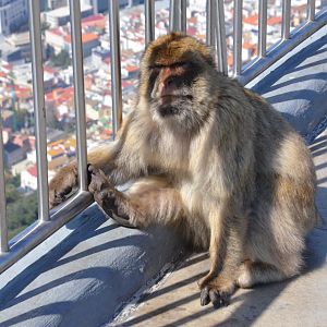 Barbary Macaque in Gibraltar, 12/03/19