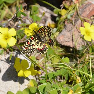 Spanish Festoon in Gibraltar, 12/03/19