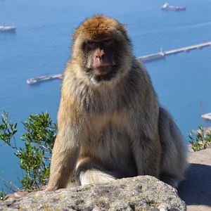 Barbary Macaque in Gibraltar, 12/03/19