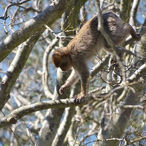 Barbary Macaque in Gibraltar, 12/03/19