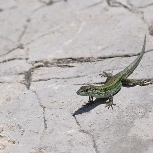 Vaucher's Wall Lizard in Gibraltar, 12/03/19