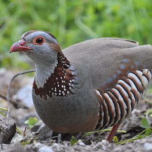 Barbary Partridge in Gibraltar, 12/03/19