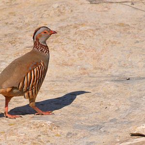 Barbary Partridge in Gibraltar, 12/03/19