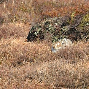 Mountain Hare on Bleaklow, Derbyshire, 31/03/19