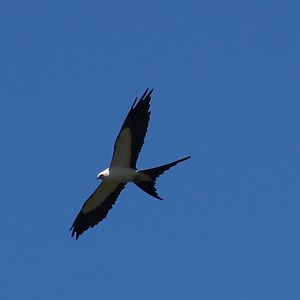 Swallow-tailed Kite