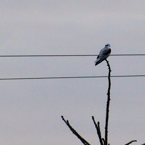 Northern White-tailed Kite