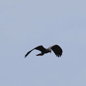 Everglades Snail Kite