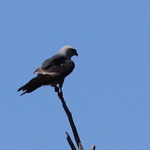Mississippi Kite