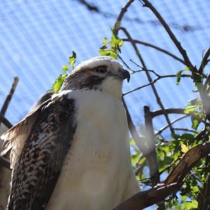 Krider's Red-tailed Hawk