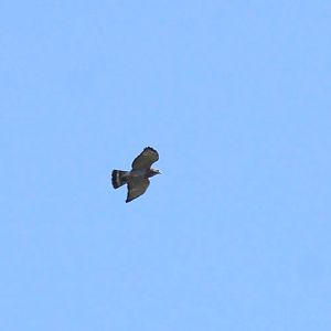 Broad-winged Hawk