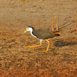 White-fronted water hen