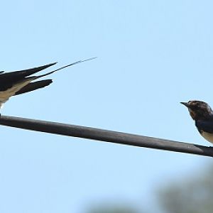 Barn swallows