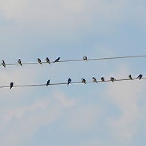 Barn swallows