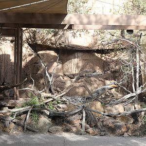 long-eared owl aviary