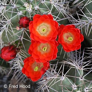 claret cup cactus (in bloom)