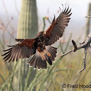 harris' hawk (raptor free flight demo)