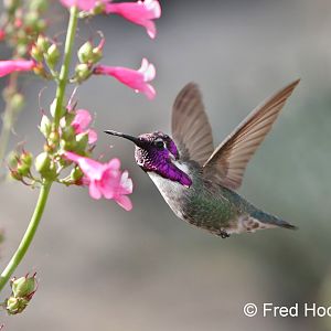 costa's hummingbird (wild male)