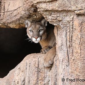 north american puma (male)