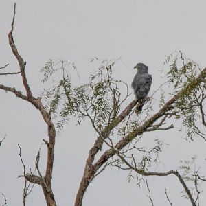 Hook-billed Kite (Chondrohierax uncinatus uncinatus)