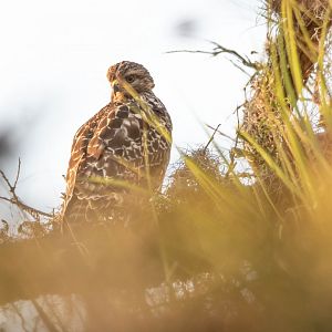 Florida Red-shouldered Hawk (Buteo lineatus alleni)