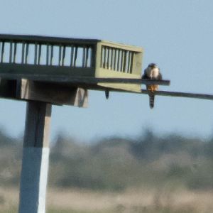 Northern Aplomado Falcon (Falco femoralis septentrionalis)