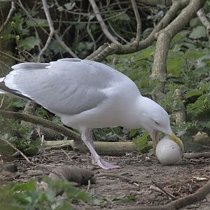 Herring gull with crane egg