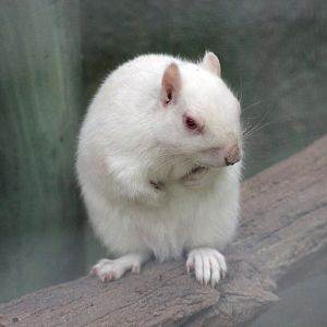 Albino Grey Squirrel