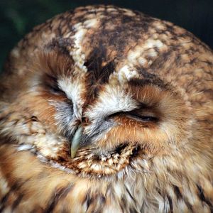 Tawny Owl