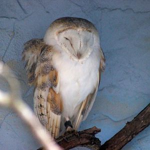 Barn Owl